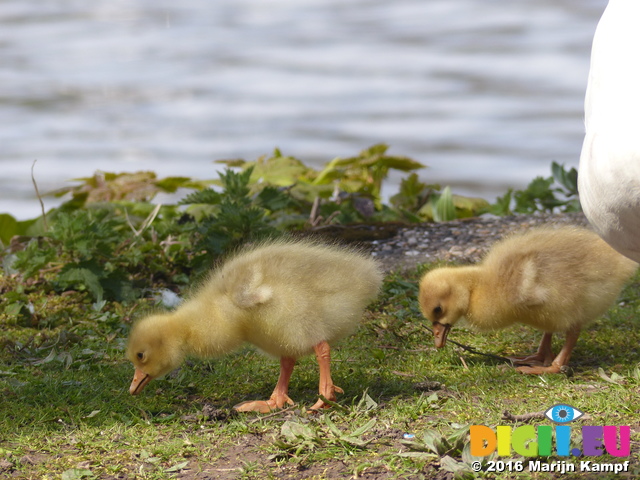 FZ028461 Goslings in grass